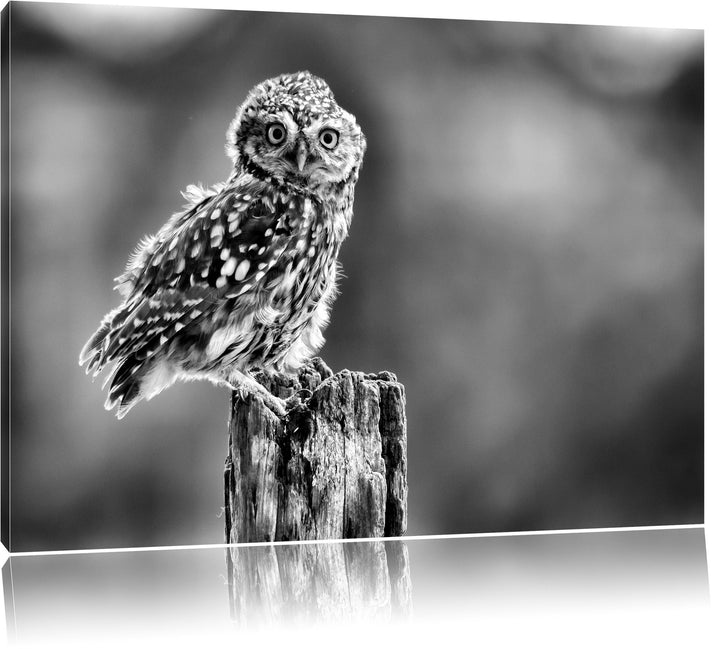 Pixxprint Lustige kleine Eule als Leinwandbild/Grösse: 100x70 / Wandbild/Kunstdruck/fertig bespannt,