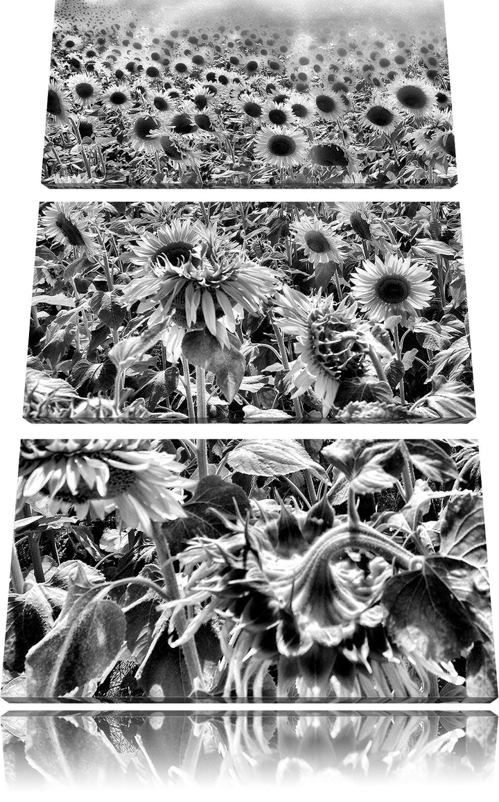 Pixxprint Sonnenblumenfeld als Leinwandbild/Grösse: 3 Teilig (120x80) cm/Wandbild/Kunstdruck/fertig
