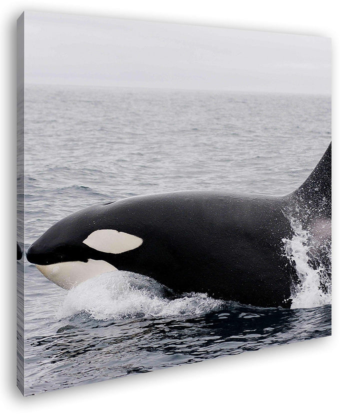 deyoli edler Orca Format: 70x70 als Leinwand, Motiv fertig gerahmt auf Echtholzrahmen, Hochwertiger