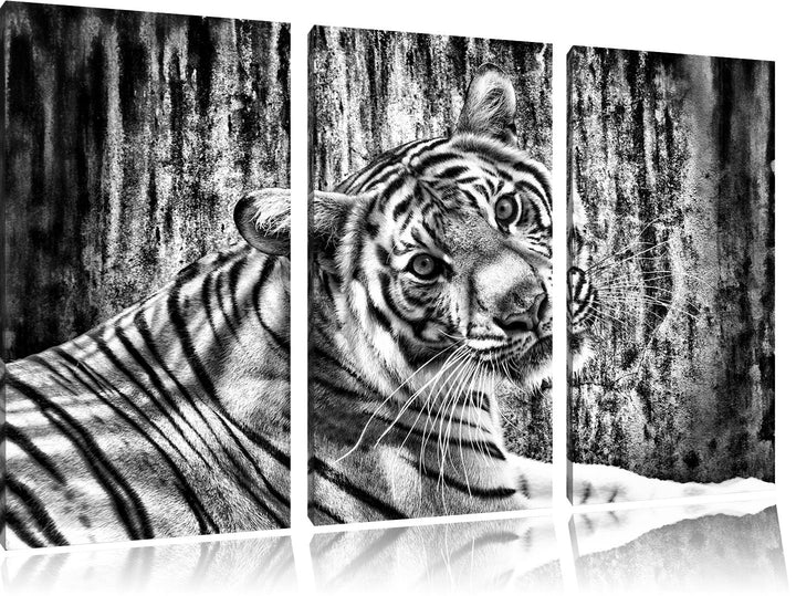 Pixxprint Monocrome, Neugieriger Tiger 3-Teiler Leinwandbild 120x80 Bild auf Leinwand
