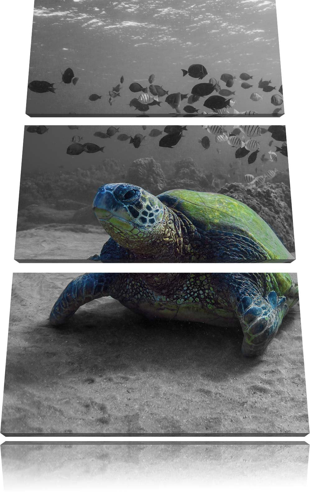 Pixxprint Schildkröte im Ozean schwarz/weiss als Leinwandbild/Grösse: 3 Teilig (120x80 cm) cm/Wandbi