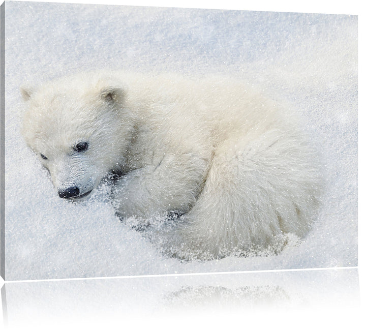 Pixxprint Süsser junger Eisbär im Schnee, Format: 100x70 auf Leinwand, 100x70