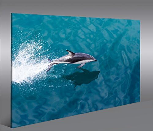 islandburner Bild Bilder auf Leinwand Delphin V2 Delfin 1p XXL Poster Leinwandbild Wandbild Dekoarti