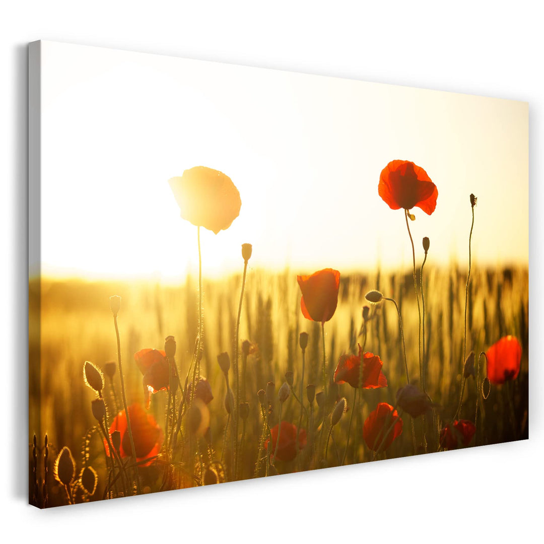 Printed Paintings Leinwand (80x60cm): Blumenbilder Blumenfotos Mohnblumen-Feld bei Sonnenaufgang 80x