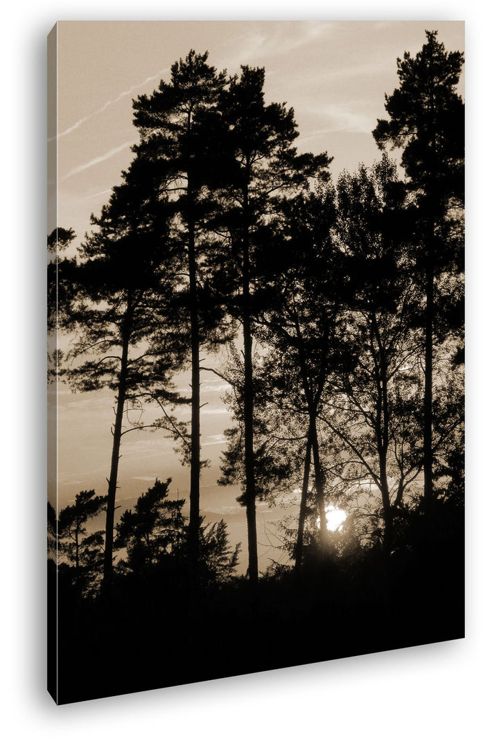 Morgendämmerung zwischen den Bäumen Format: 80x60 Effekt: Sepia als Leinwand, Motiv fertig gerahmt a