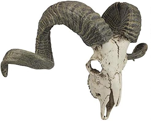 Design Toscano Wandtrophäe Korsischer Widder Schädel und Hörner, Masse: 47 x 18 x 29 cm