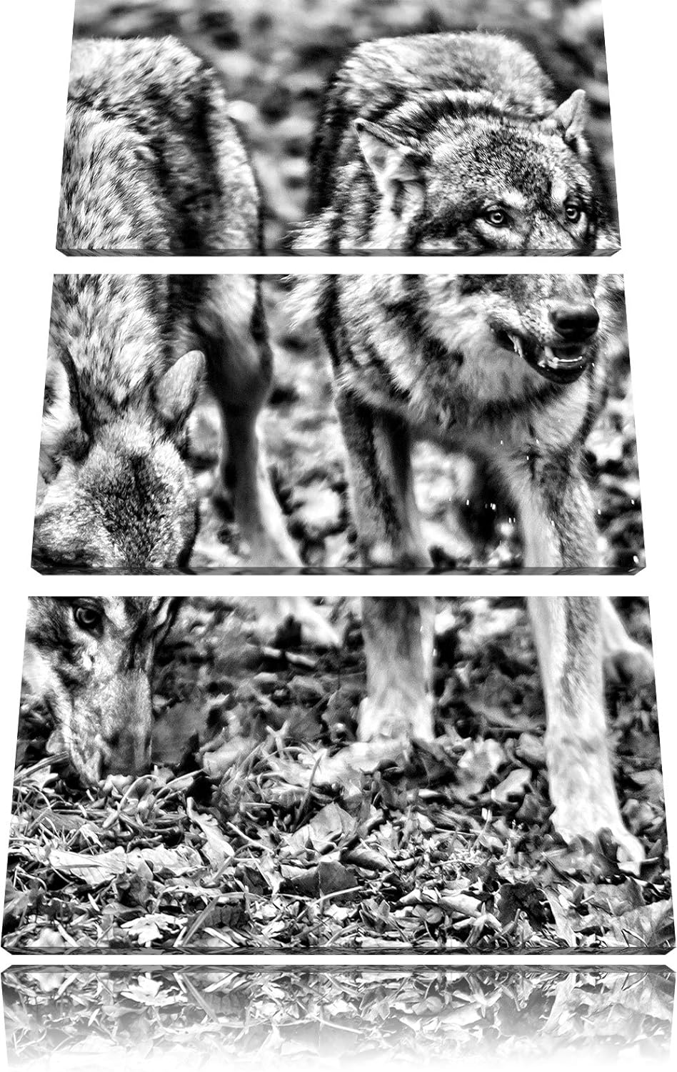 Pixxprint Monocrome, gefährliche Wölfe 3-Teiler Leinwandbild 120x80 Bild auf Leinwand