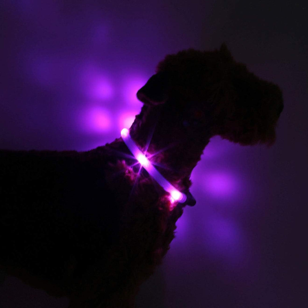 LEUCHTIE® Easy Charge Leuchthalsband Hund aufladbar, wasserdichtes LED Halsband, Leuchtband für Hund