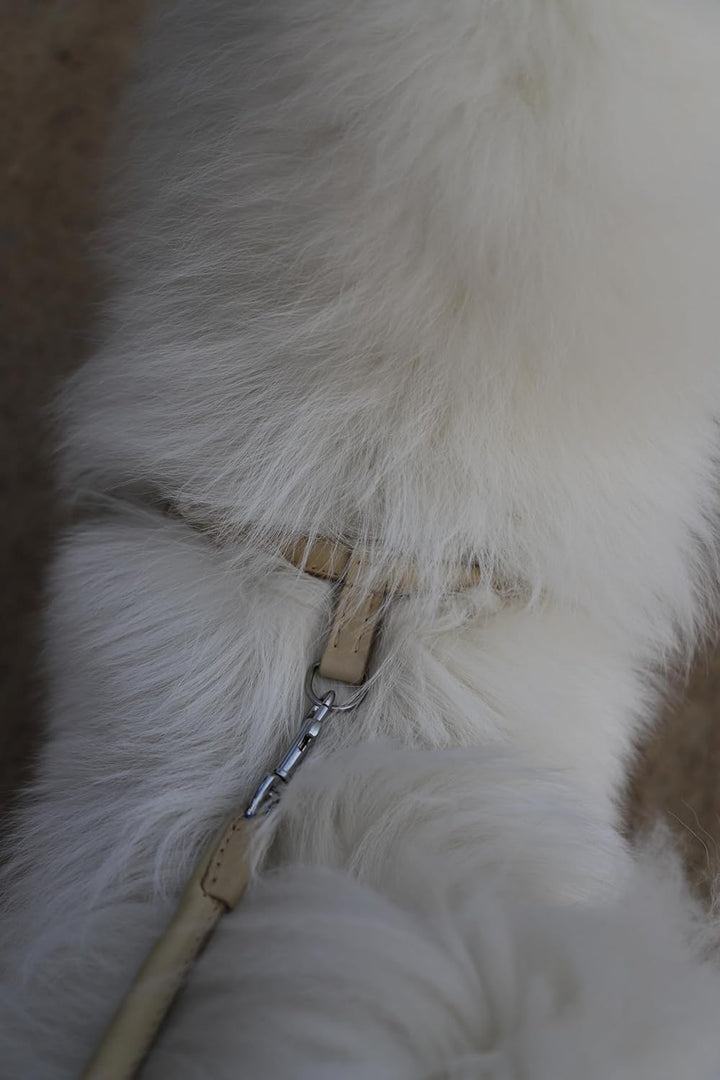 Dingo Rundes Ledergeschirr für Hund Chow-Chow ø 1,2 cm,Grösse M Natur 10676 Natur 60-71 cm M, Natur