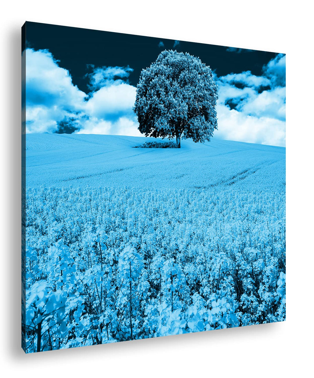 deyoli einzelner Baum im Rapsfeld Format: 60x60 Effekt: Monocrome Blau als Leinwandbild, Motiv ferti