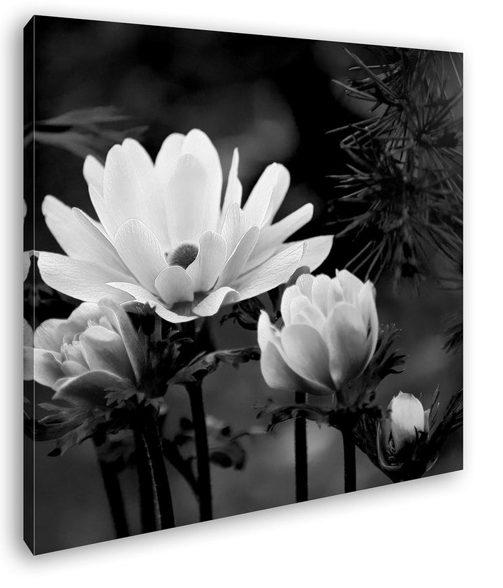 deyoli Anemonen Format: 70x70 Effekt: Schwarz&Weiss als Leinwandbild, Motiv fertig gerahmt auf Echth