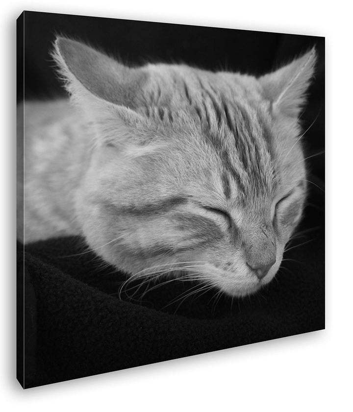 deyoli goldig schlafende Katze Format: 70x70 Effekt: Schwarz&Weiss als Leinwandbild, Motiv auf Echth
