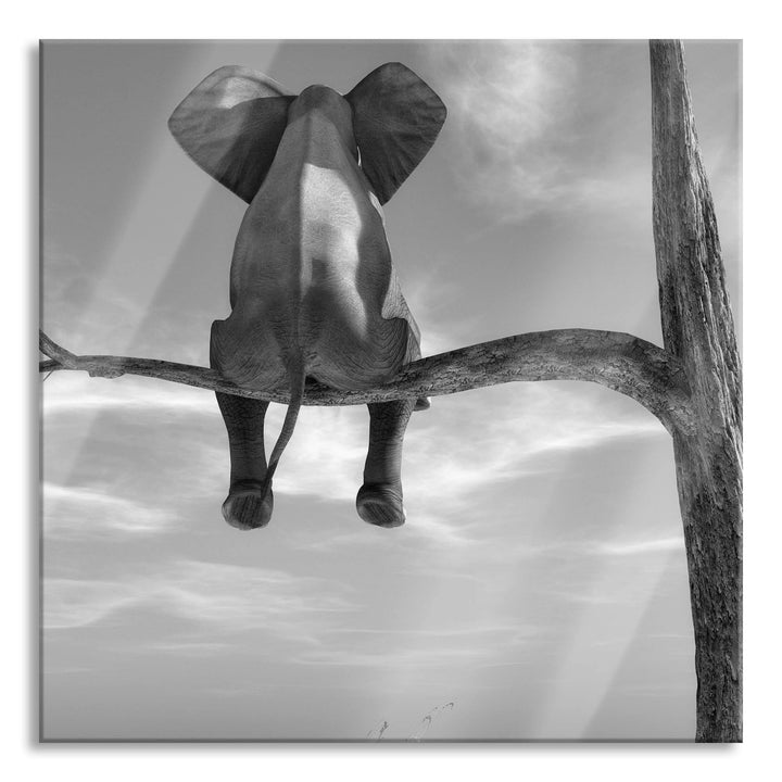 Pixxprint Glasbild | Wandbild auf Echtglas | Elefant auf einem Ast in der Wüste | 50x50 cm | inkl. A