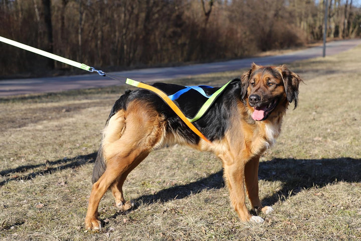Dingo Hundegeschirre Sled Active Sydney Links Band Farbe Grün Rechts Orange Rücken Blau Canicross Do