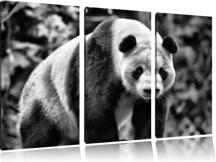 Pixxprint Monocrome, grosser Pandabär 3-Teiler Leinwandbild 120x80 Bild auf Leinwand