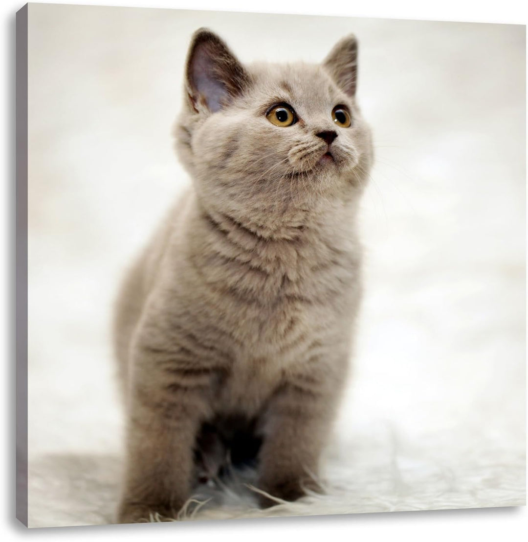 Pixxprint Niedliches Katzenbaby auf Teppich als Leinwandbild/Grösse: 70x70 cm/Wandbild/Kunstdruck/fe