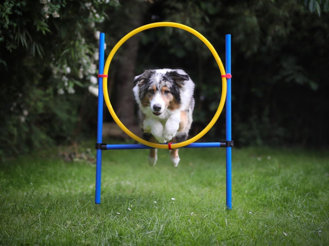 NATIV LEMODO Agility Set Hunde | Hundetraining mit Agility Hürde und Sprungring | Einfach zu transpo