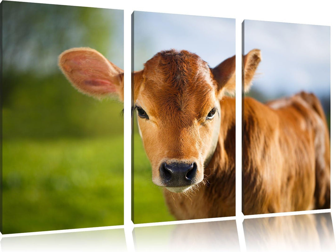 Pixxprint Junge Kuh Kälbchen als Leinwandbild - Grösse: 3-Teilig (120x80cm) - Wandbild - Kunstdruck