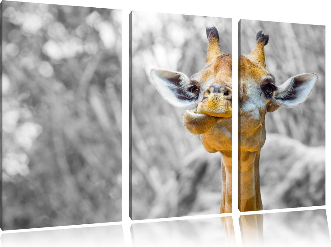 Pixxprint Giraffe in der Natur B&W Detail 3-Teiler Leinwandbild 120x80 Bild auf Leinwand