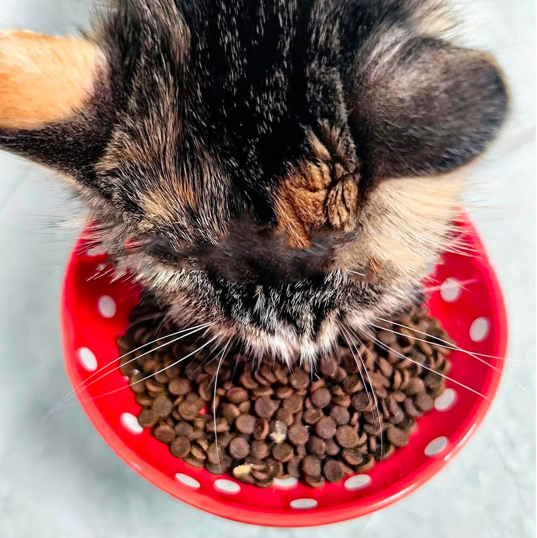 Erhöhter Katzenfutternapf, Niedlicher Pilz Katze Wassernapf, Keramik Katzennäpfe für Futter und Wass