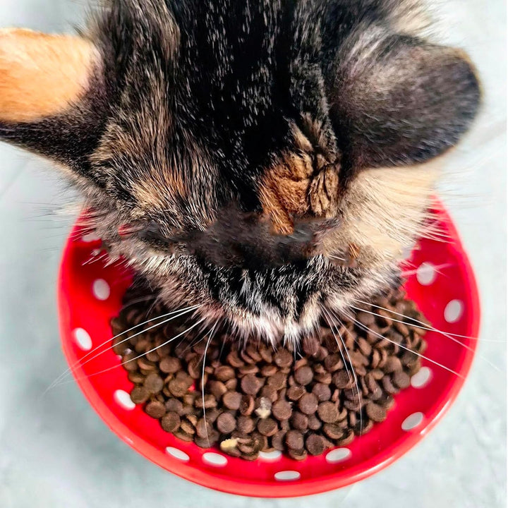 Erhöhter Katzenfutternapf, Niedlicher Pilz Katze Wassernapf, Keramik Katzennäpfe für Futter und Wass