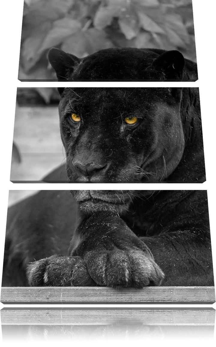 Pixxprint schwarzer Panther als Leinwandbild/Grösse: 3 Teilig (120x80) cm/Wandbild/Kunstdruck/fertig