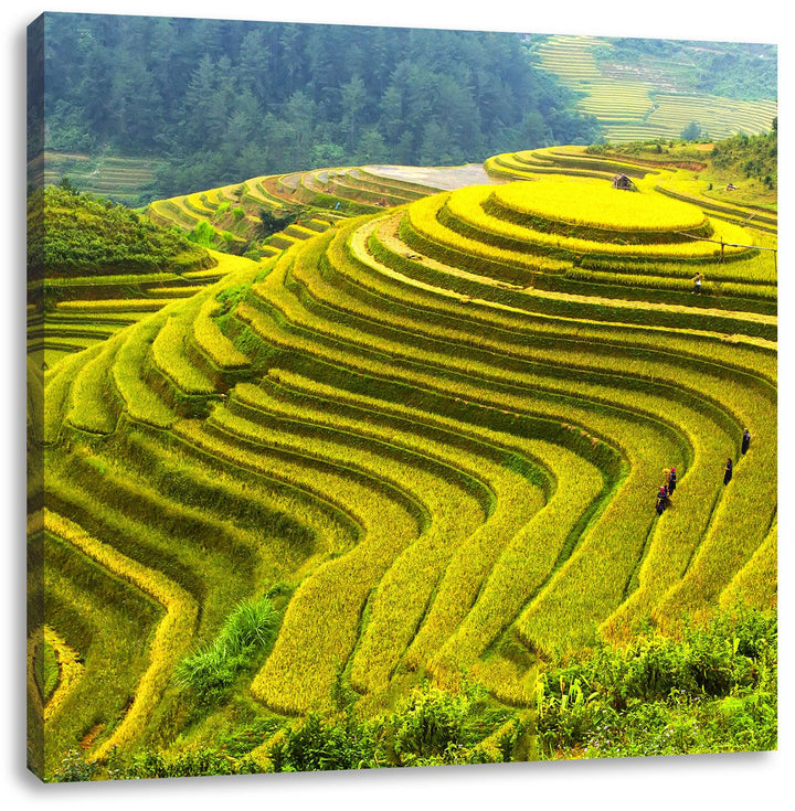 Pixxprint Chinesische Reisplantagen Treppenfelder, Format: 70x70 auf Leinwand, 70x70