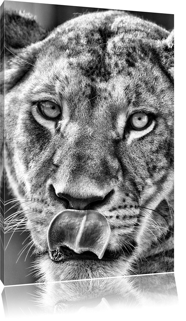 Monocrome, anmutige Löwin, Format: 100x70 auf Leinwand, XXL riesige Bilder fertig gerahmt mit Keilra