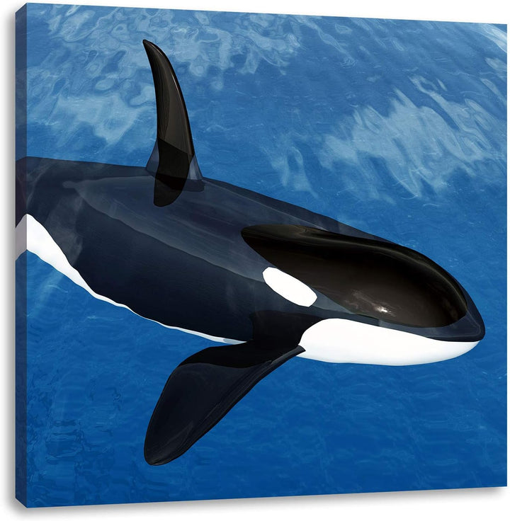 Orca im blauen Meer, Format: 70x70 auf Leinwand, XXL riesige Bilder fertig gerahmt mit Keilrahmen, K