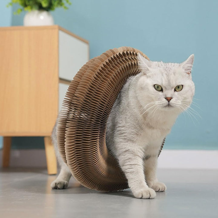 Kratzkokon für Katzen, 2-in-1 Katzenspielzeug Selbstbeschäftigung und Kitten Spielzeug mit Glocke, M