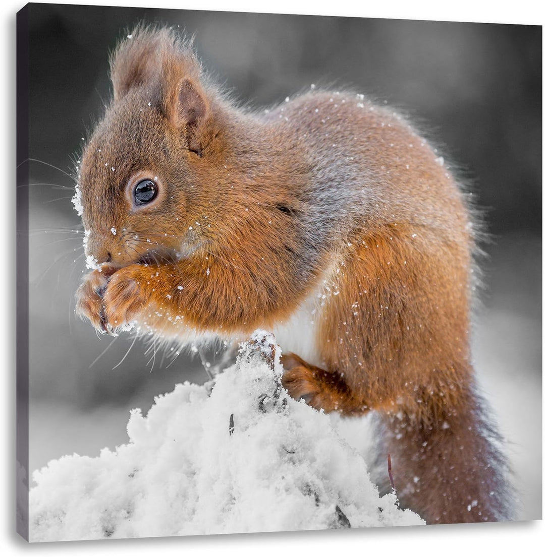 Pixxprint Kleines Eichhörnchen im Winter als Leinwandbild Quadratisch/Grösse: 70x70 / Wandbild/Kunst