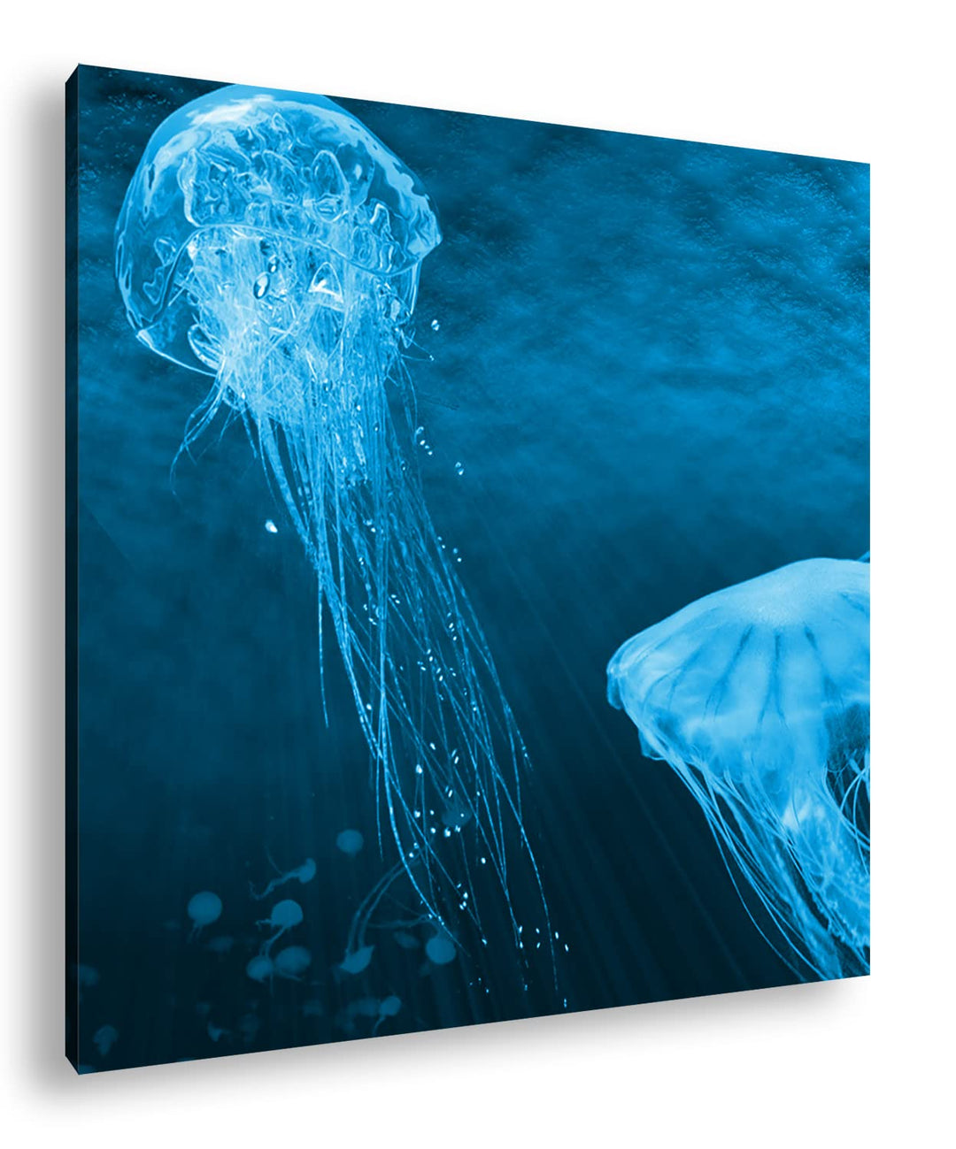 deyoli leuchtende Quallen Format: 70x70 Effekt: Monocrome Blau als Leinwandbild, Motiv fertig gerahm