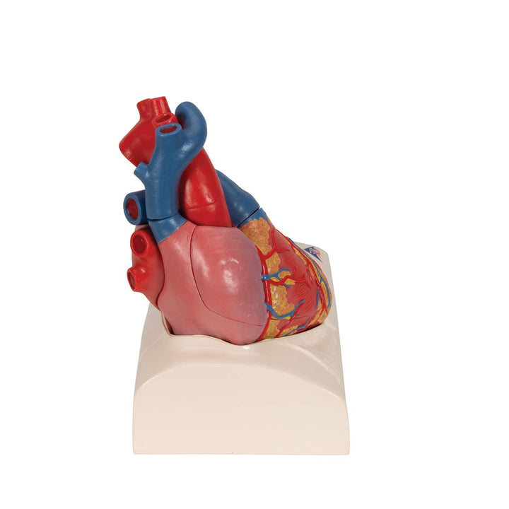 3B Scientific Menschliche Anatomie - Herzmodell in Lebensgrösse mit magnetischen Verbindungen, 5-tei