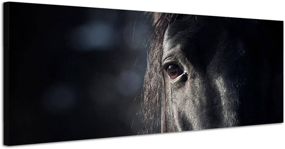 Paul Sinus Art Panoramabild auf Leinwand und Keilrahmen 150x50cm Pferd Kopf Auge Dunkelheit
