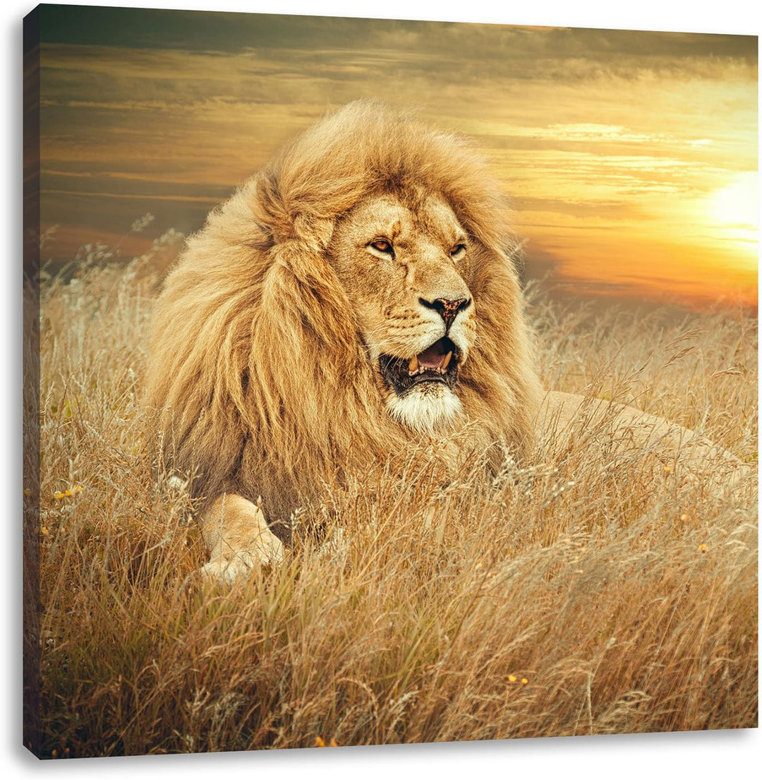 Pixxprint mächtiger Löwe, Format: 70x70 auf Leinwand, XXL riesige Bilder fertig gerahmt mit Keilrahm
