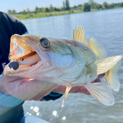 Zanderfang Gummifisch Box - Gummifische mit Jigkopf zum Zanderangeln mit Gummifisch - 30 Zander Gumm