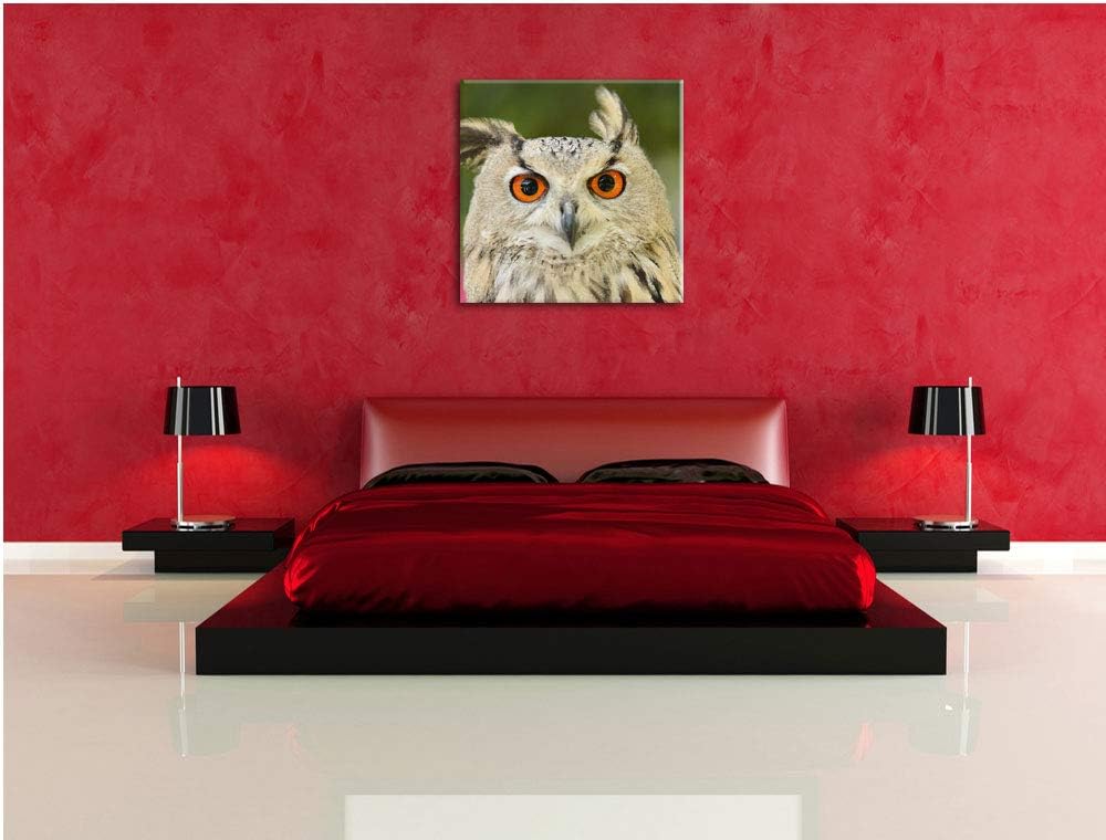 Eulen Kautz Orange Augen, Format: 70x70 auf Leinwand, XXL riesige Bilder fertig gerahmt mit Keilrahm