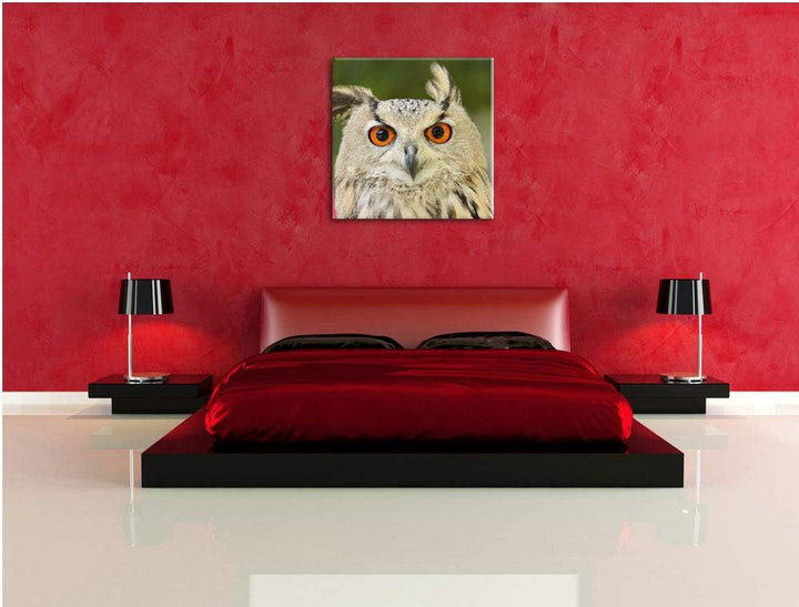 Eulen Kautz Orange Augen, Format: 70x70 auf Leinwand, XXL riesige Bilder fertig gerahmt mit Keilrahm