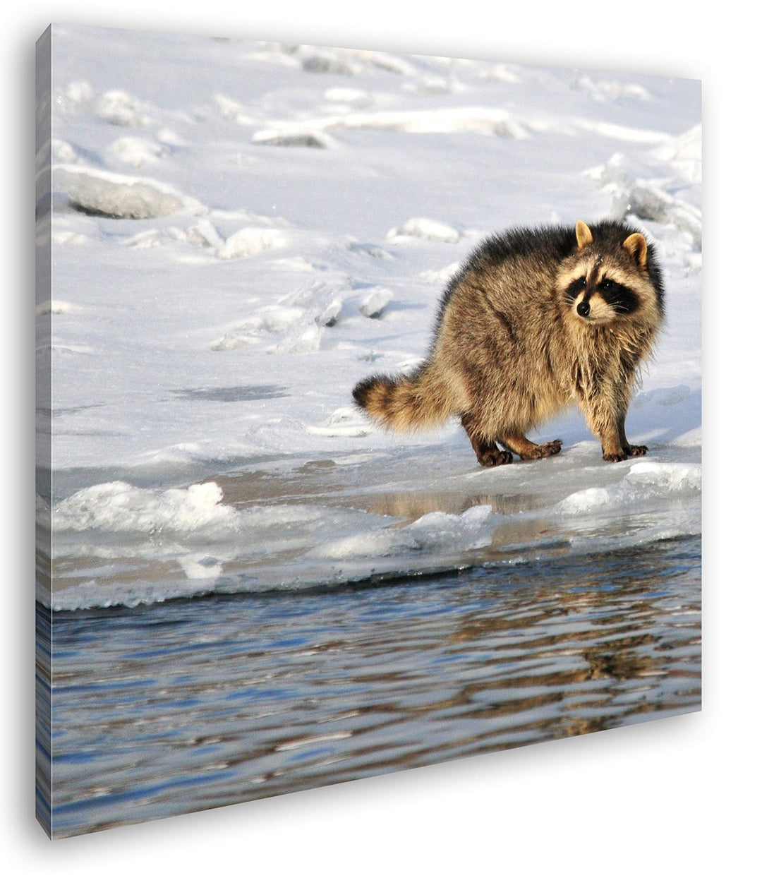 deyoli Niedlicher wachsamer Waschbär Format: 60x60 als Leinwandbild, Motiv fertig gerahmt auf Echtho