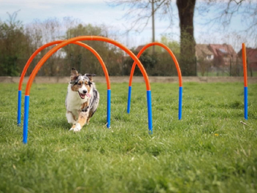 Hoopers Set mit 4 Bögen, Agility Set, Steckhürden-Set mit Tasche, Hundesport, Hundetraining Set with