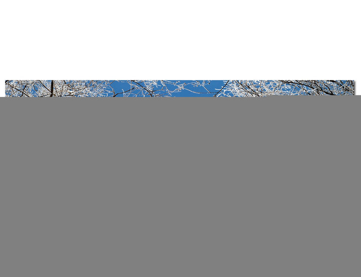 Paul Sinus Art Panoramabild auf Leinwand und Keilrahmen 150x50cm Winter Baumkronen Frost EIS Himmel