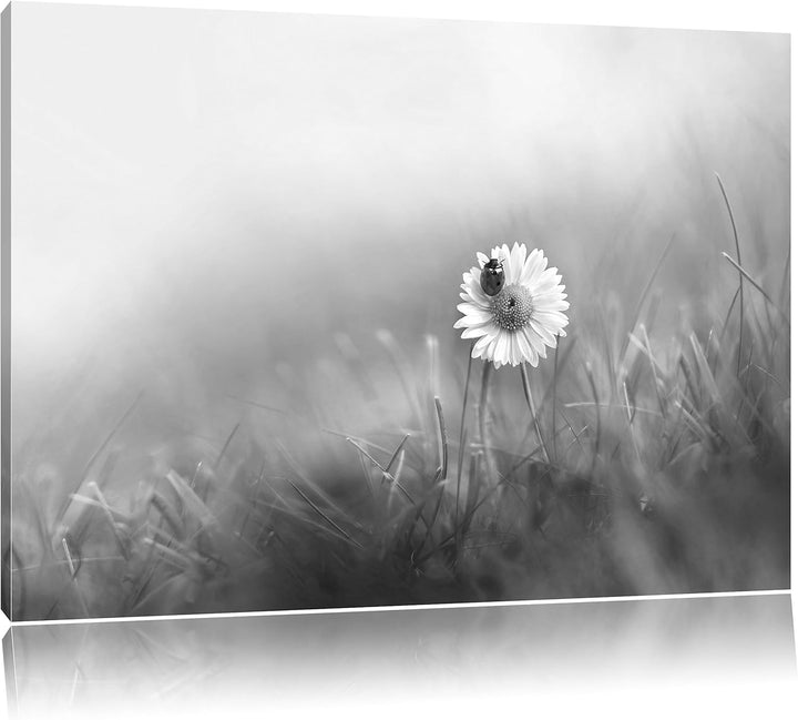 Pixxprint Gänseblümchen Marienkäfer als Leinwandbild/Grösse: 100x70 / Wandbild/Kunstdruck/fertig bes