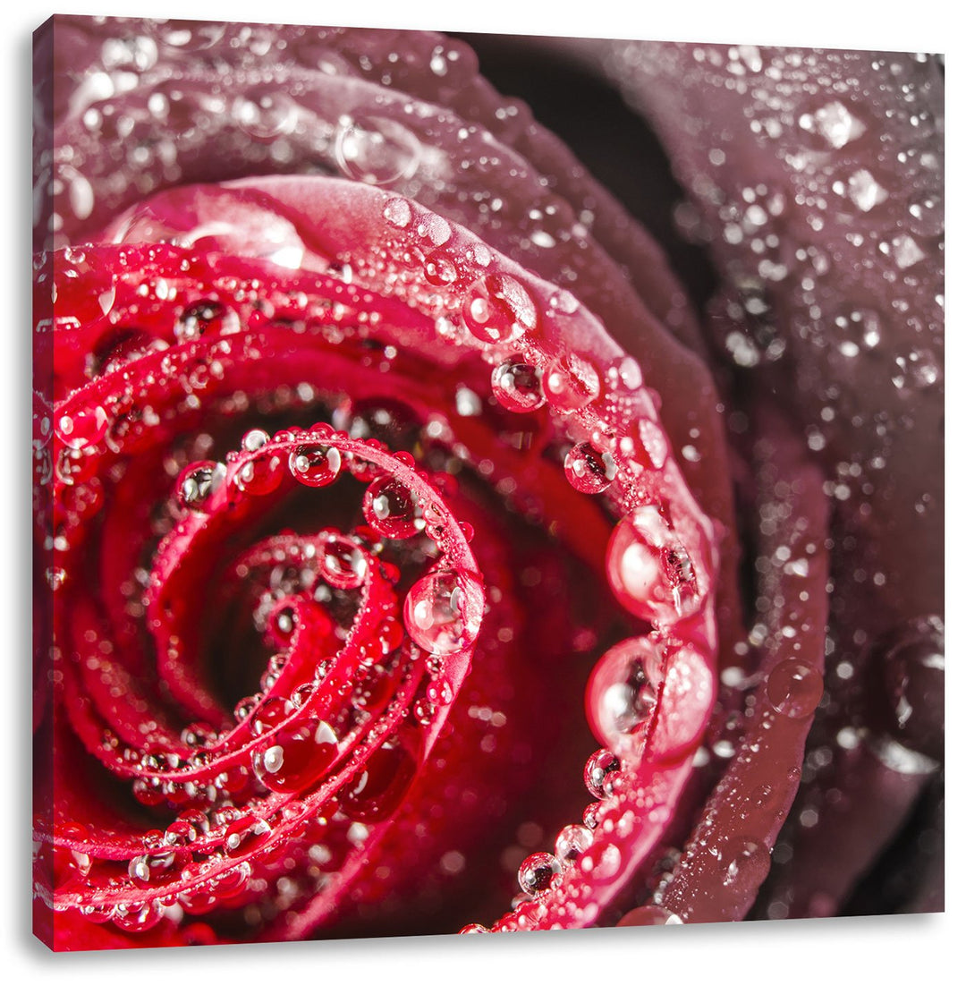 Pixxprint Elegante rote Rose mit Wassertropfen Schwarz/Weiss, Format: 70x70 auf Leinwand, 70x70