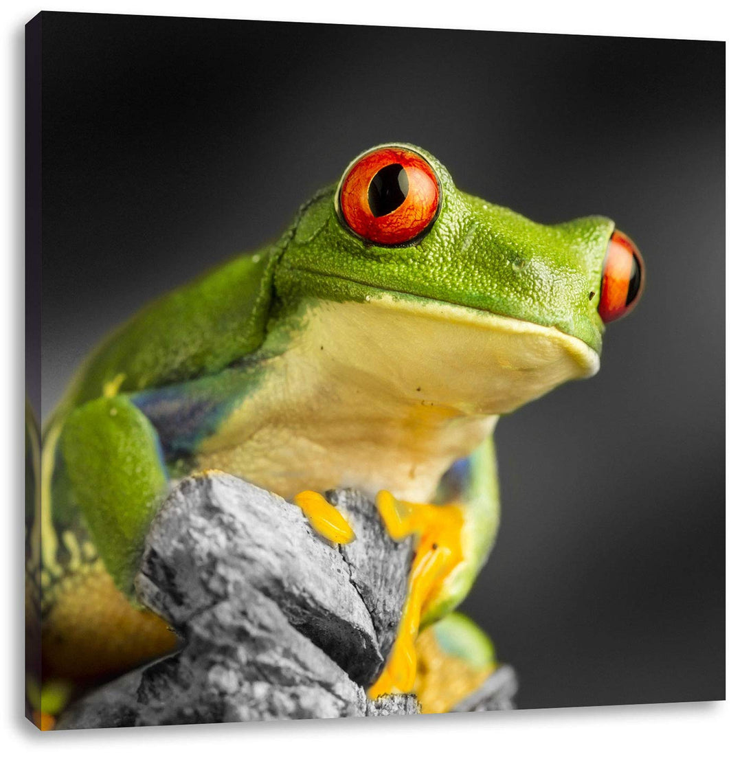 Pixxprint schöner Rotaugen Frosch als Leinwandbild/Grösse: 70x70 cm/Wandbild/Kunstdruck/fertig bespa