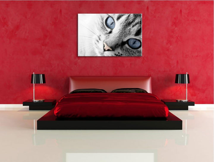 schöne Katzenaugen schwarz/weiss Format: 100x70 auf Leinwand, XXL riesige Bilder fertig gerahmt mit