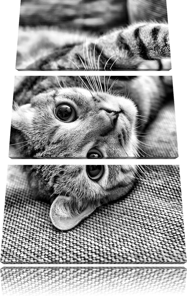 Pixxprint Süsses Kätzchen spielt als Leinwandbild/Grösse: 3 Teilig (120x80) cm/Wandbild/Kunstdruck/f