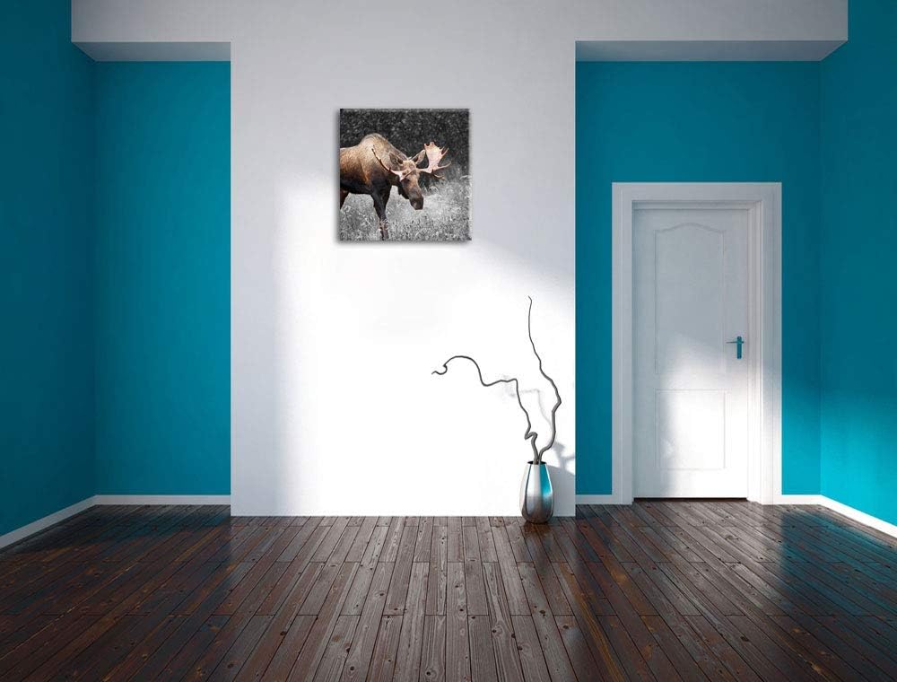 Pixxprint prächtiger Elch auf Wiese als Leinwandbild Quadratisch/Grösse: 70x70 / Wandbild/Kunstdruck