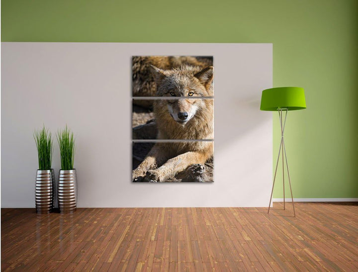 Pixxprint aufschauender Wolf 3-Teiler Leinwandbild 120x80 Bild auf Leinwand