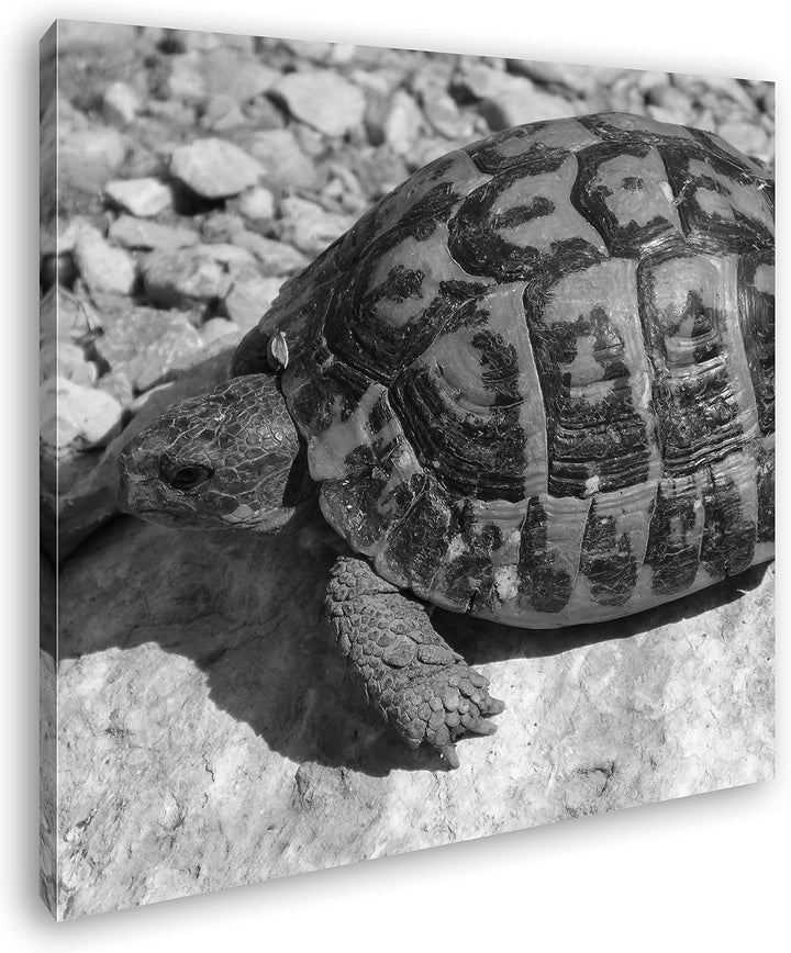 deyoli Eindrucksvolle Schildkröte Format: 70x70 Effekt: Schwarz&Weiss als Leinwandbild, Motiv fertig