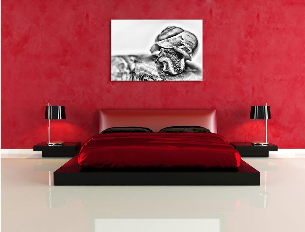 Pixxprint kleine Schnecke / 100x70cm Leinwandbild bespannt auf Holzrahmen/Wandbild Kunstdruck Dekora